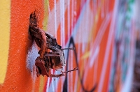 Peter Schietzelt: Diverses Bild #85