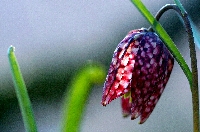 Peter Schietzelt: Natur Bild #65