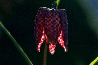 Peter Schietzelt: Natur Bild #66
