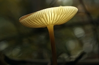 Peter Schietzelt: Natur Bild #68