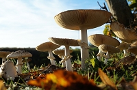 Peter Schietzelt: Natur Bild #69