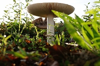 Peter Schietzelt: Natur Bild #70