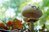 Peter Schietzelt: Natur Bild #71