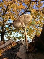 Peter Schietzelt: Natur Bild #72