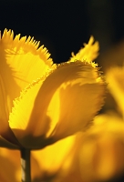 Peter Schietzelt: Natur Bild #81