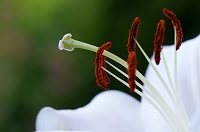 Peter Schietzelt: Natur Bild #85