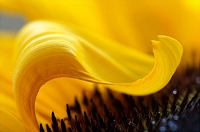 Peter Schietzelt: Natur Bild #86