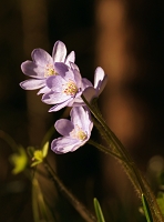 Peter Schietzelt: Natur Bild #87