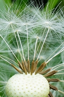 Peter Schietzelt: Natur Bild #91