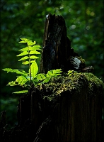Peter Schietzelt: Natur Bild #97