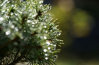 Peter Schietzelt: Natur Bild #98