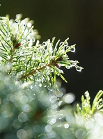 Peter Schietzelt: Natur Bild #99