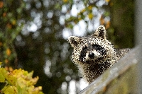 Peter Schietzelt: Tiere Bild #53