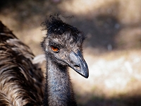 Peter Schietzelt: Tiere Bild #54