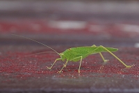 Peter Schietzelt: Tiere Bild #55