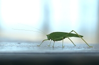 Peter Schietzelt: Tiere Bild #56