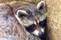Peter Schietzelt: Tiere Bild #61