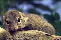 Peter Schietzelt: Tiere Bild #62
