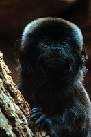 Peter Schietzelt: Tiere Bild #63