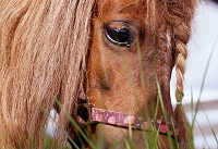 Peter Schietzelt: Tiere Bild #70