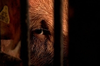 Peter Schietzelt: Tiere Bild #72