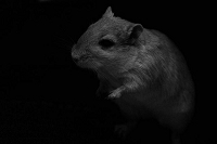 Peter Schietzelt: Tiere Bild #73