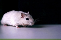 Peter Schietzelt: Tiere Bild #74