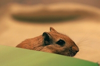 Peter Schietzelt: Tiere Bild #75