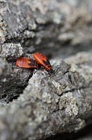 Peter Schietzelt: Tiere Bild #76