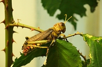 Peter Schietzelt: Tiere Bild #79