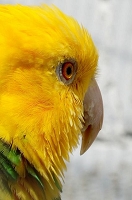 Peter Schietzelt: Tiere Bild #80