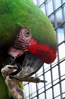 Peter Schietzelt: Tiere Bild #82