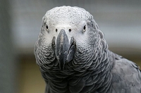 Peter Schietzelt: Tiere Bild #83