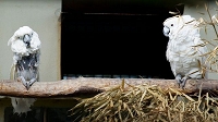 Peter Schietzelt: Tiere Bild #84