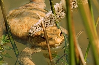 Peter Schietzelt: Tiere Bild #88